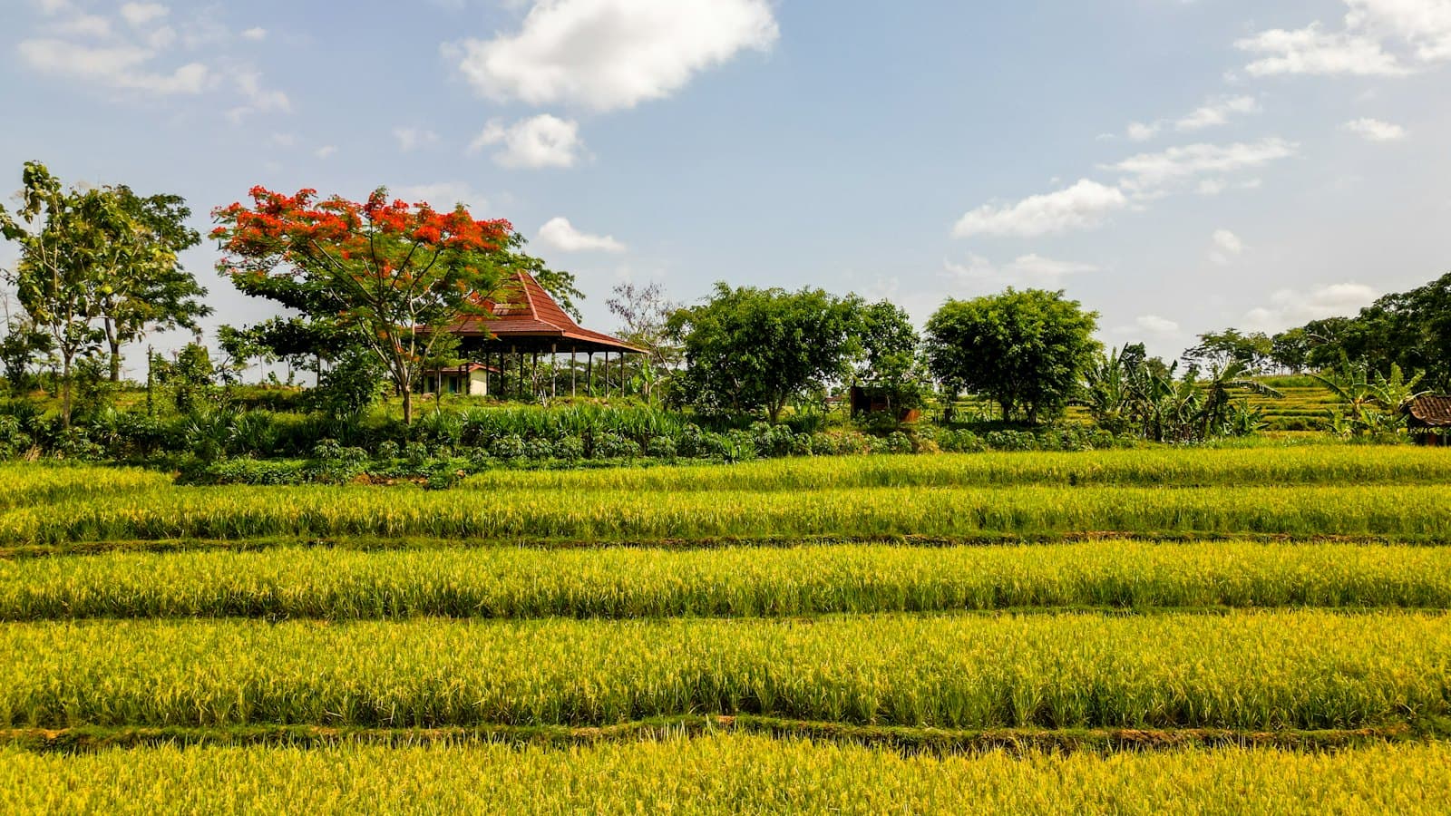 Hamparan sawah hijau dengan rumah di kejauhan.